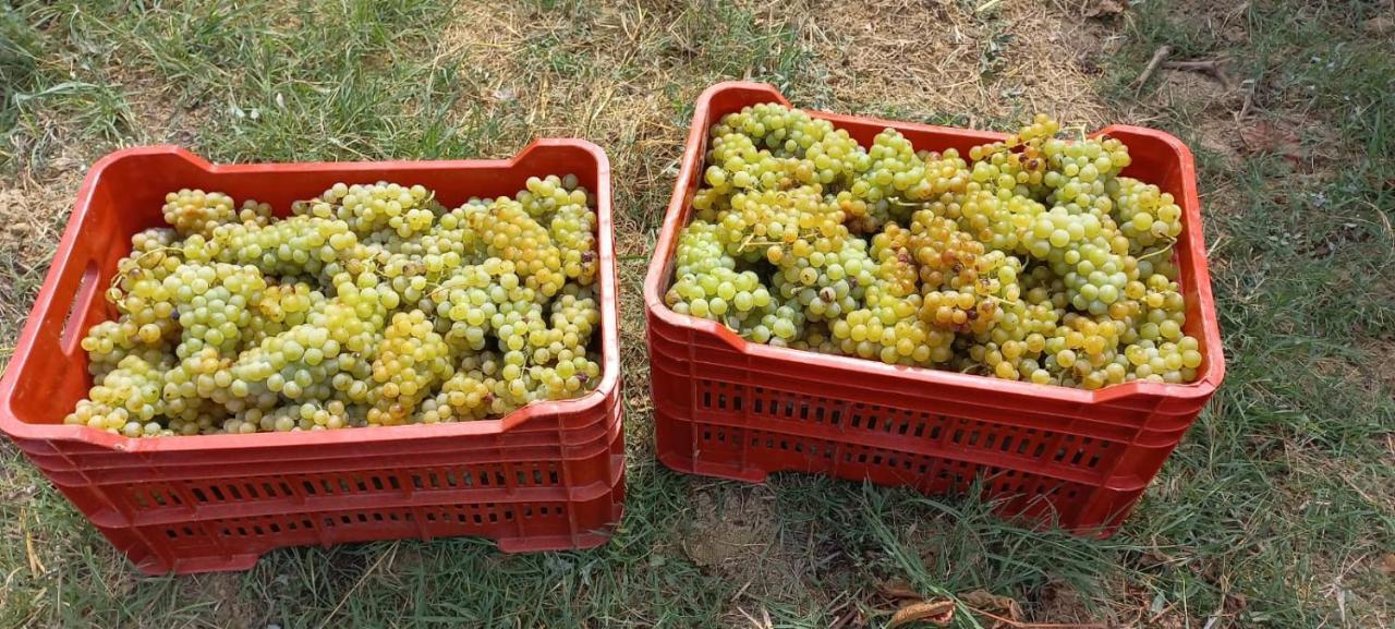 1929 Wine Food Relax Agriturismo Акуи Терме Екстериор снимка