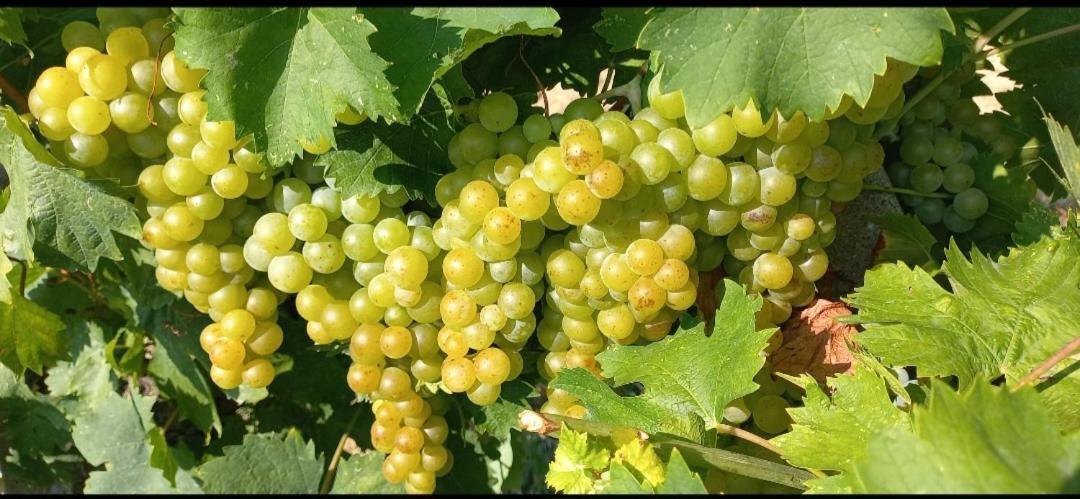 1929 Wine Food Relax Agriturismo Акуи Терме Екстериор снимка